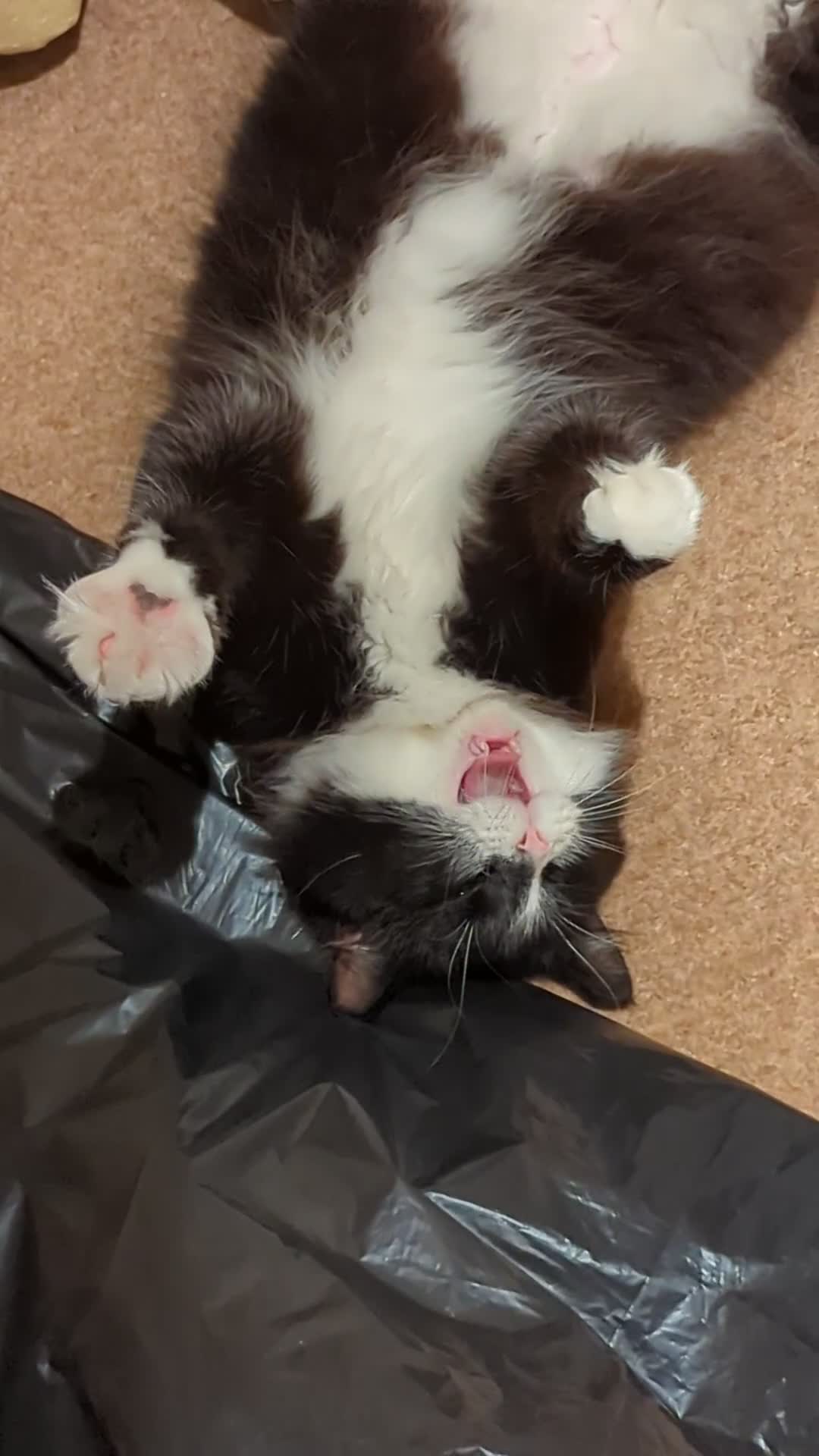 Maine Coon cats for sale: [OREO] LOVING SOFT CARING MAIN COON / RAG DOLL  - Video 1