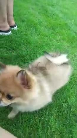Pomeranian dogs for sale: Pom puppy for sale  - Video 1