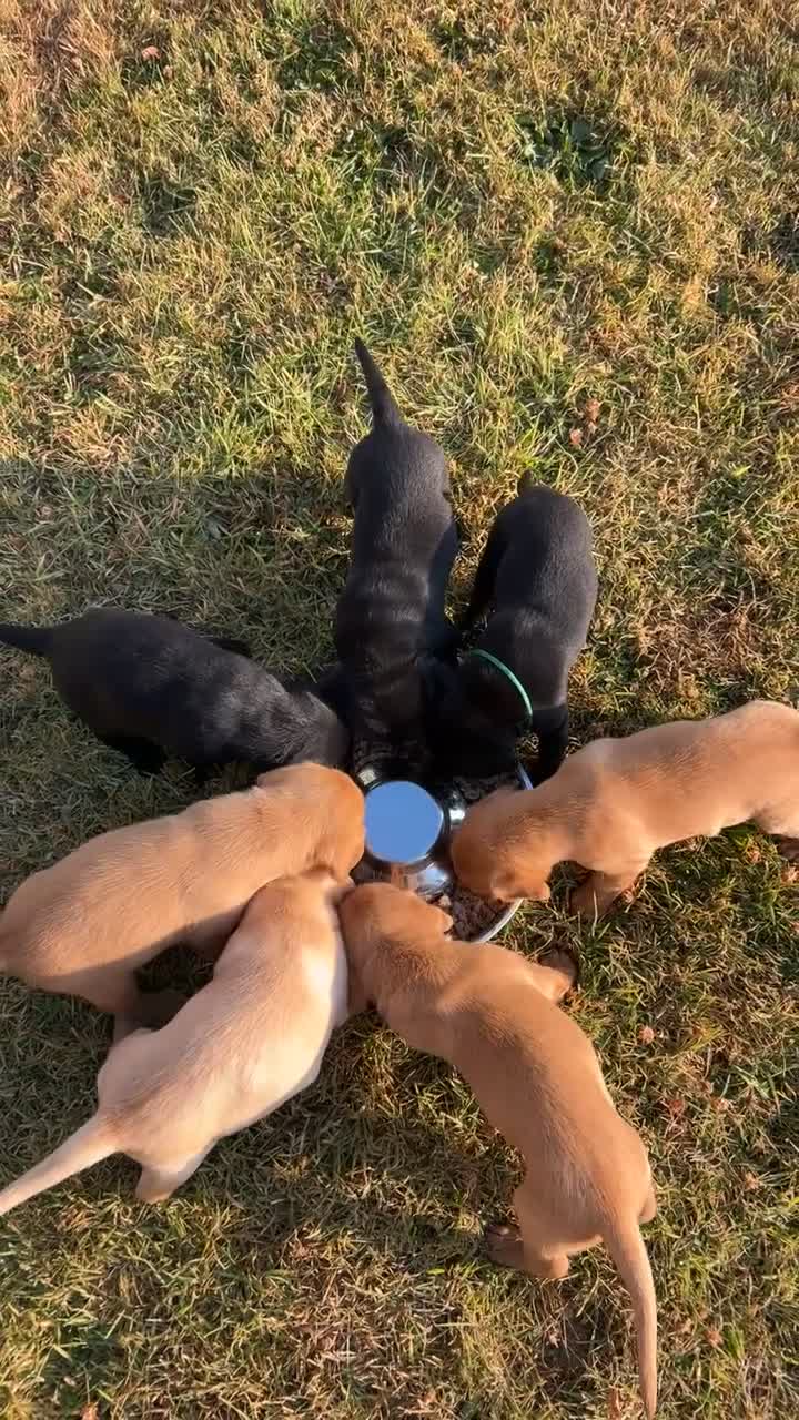 Labrador Retriever dogs for sale: ONE PUP LEFT-KC Reg, Red fox boy - Video 1