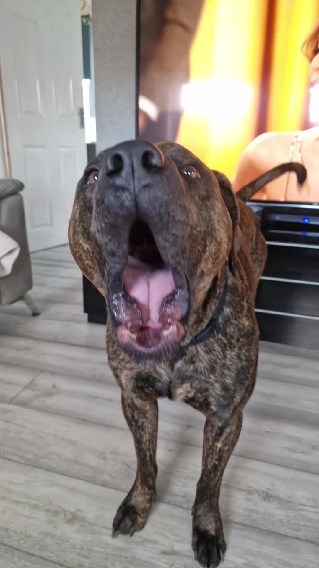 Presa Canario dogs for sale: Gorgeous pressa canario  - Video 2