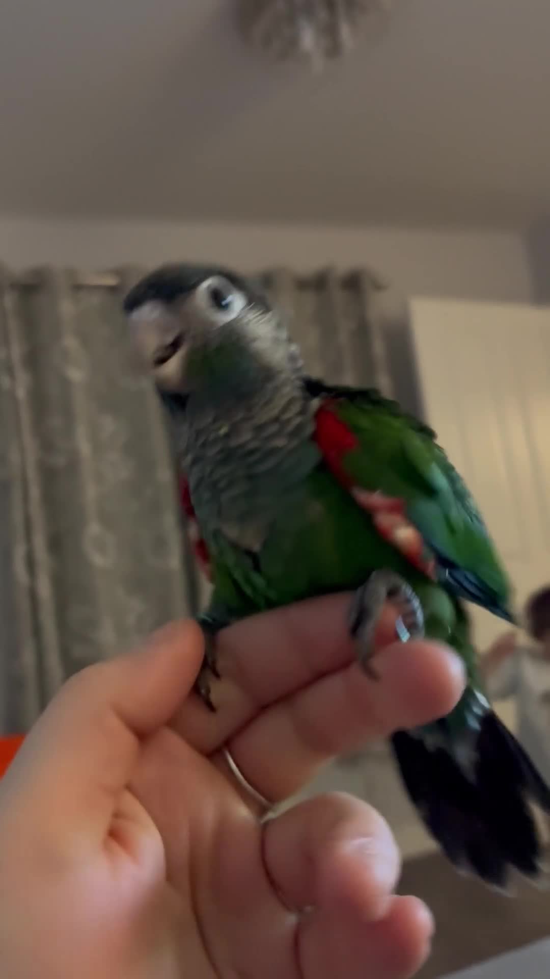 Conures birds for sale: Hand reared silly tame rare conures!  - Video 3