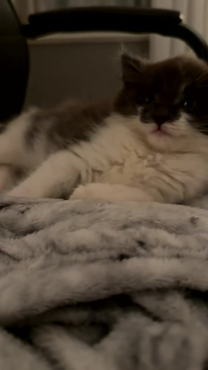 Mixed Breed cats for sale: domestic longhair kitten🐱 - Video 1