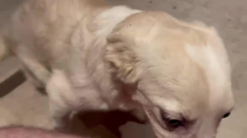 Mixed Breed dogs for adoption: Charlotte  - Video 1