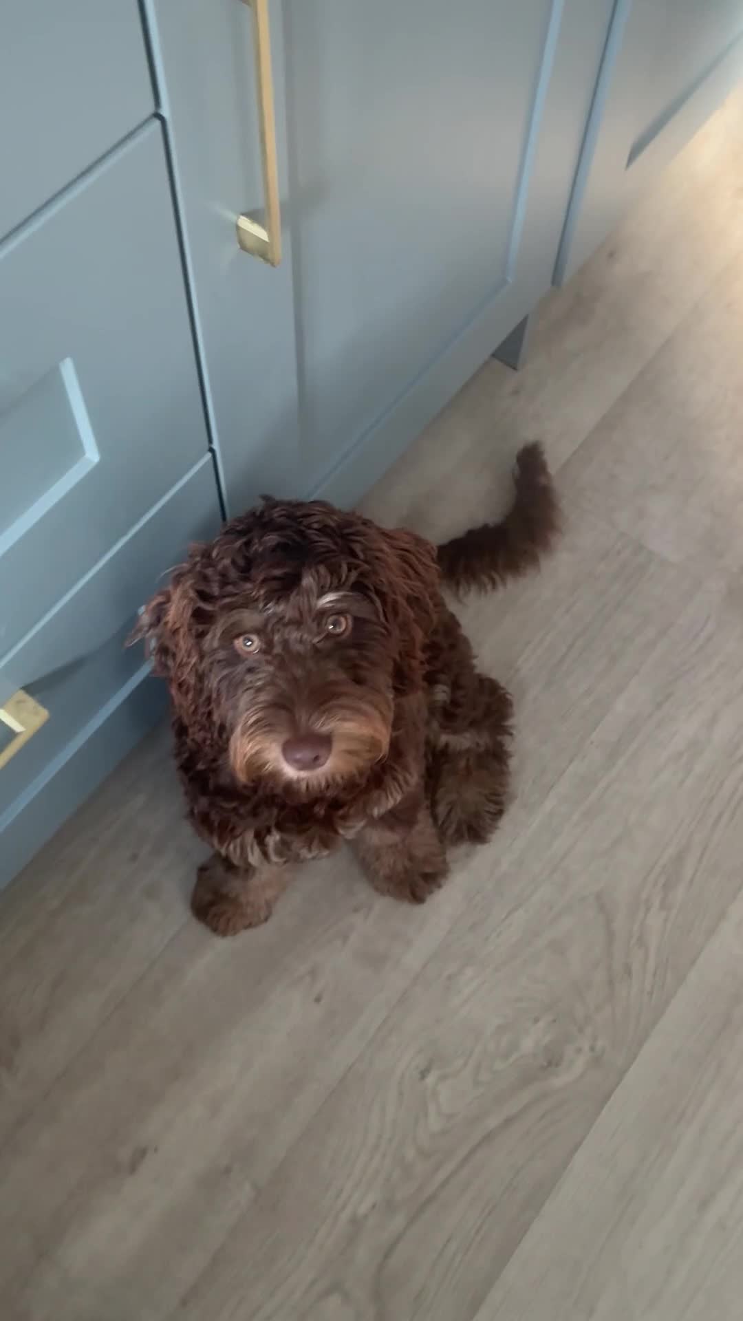 Cockapoo dogs for sale: 6 month old cockerpoo  in Burton-on-Trent - Video 1