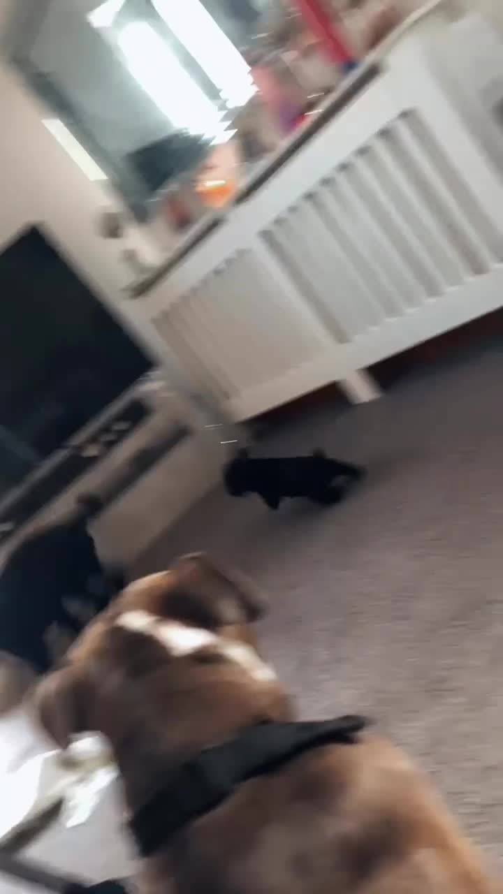 Mixed Breed dogs for sale: Cocker bulls - Video 1