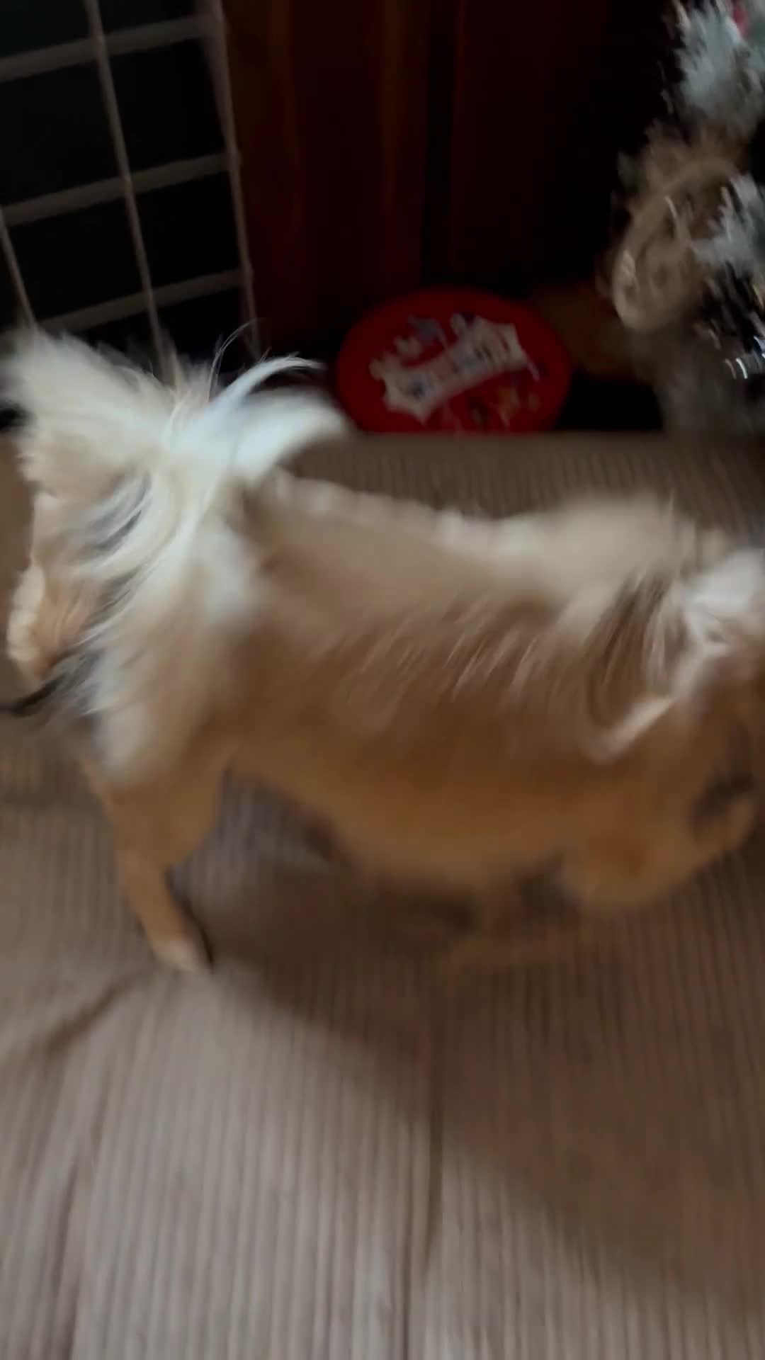 Pomchi dogs for sale: Gorgeous Pomchi Girl Available 6 months Old  - Video 1