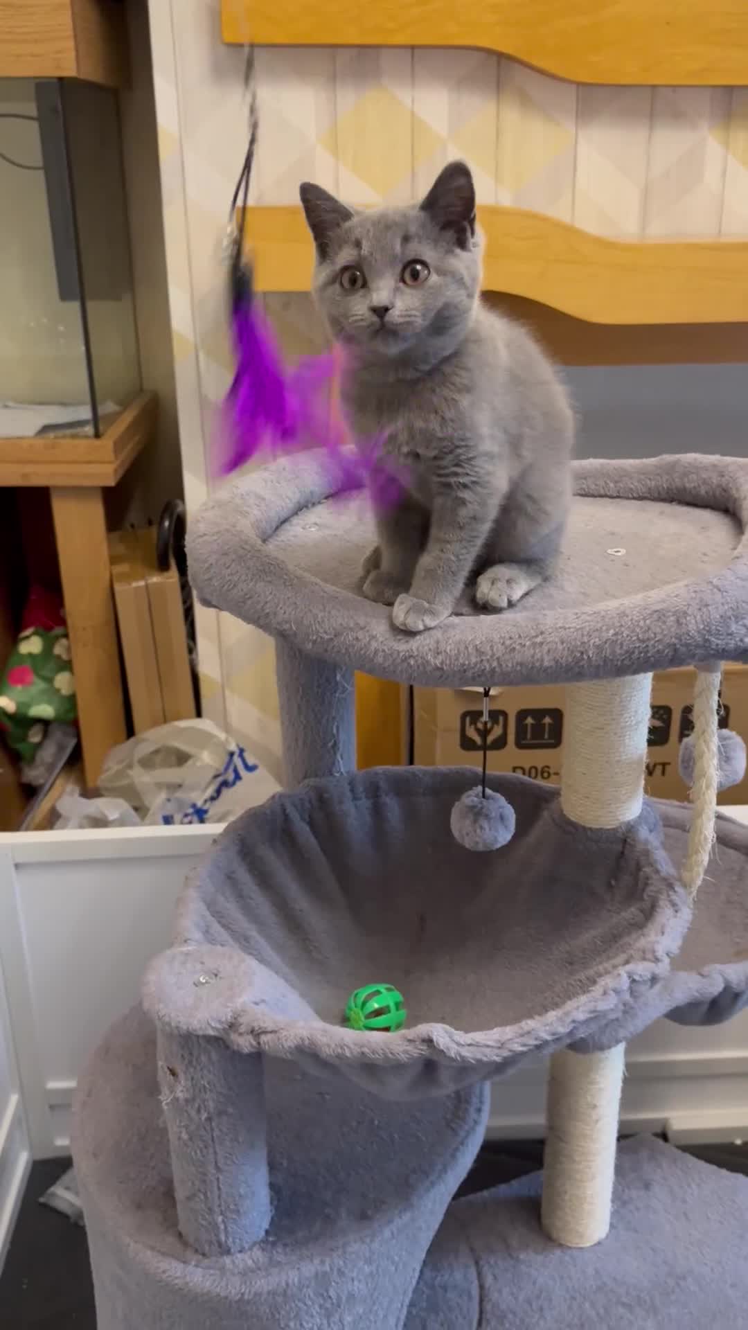 British Shorthair cats for sale: Female British Shorthair kitten GCCF registered  - Video 1