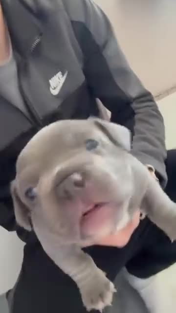 American Bully dogs for sale: Female bully - Video 1