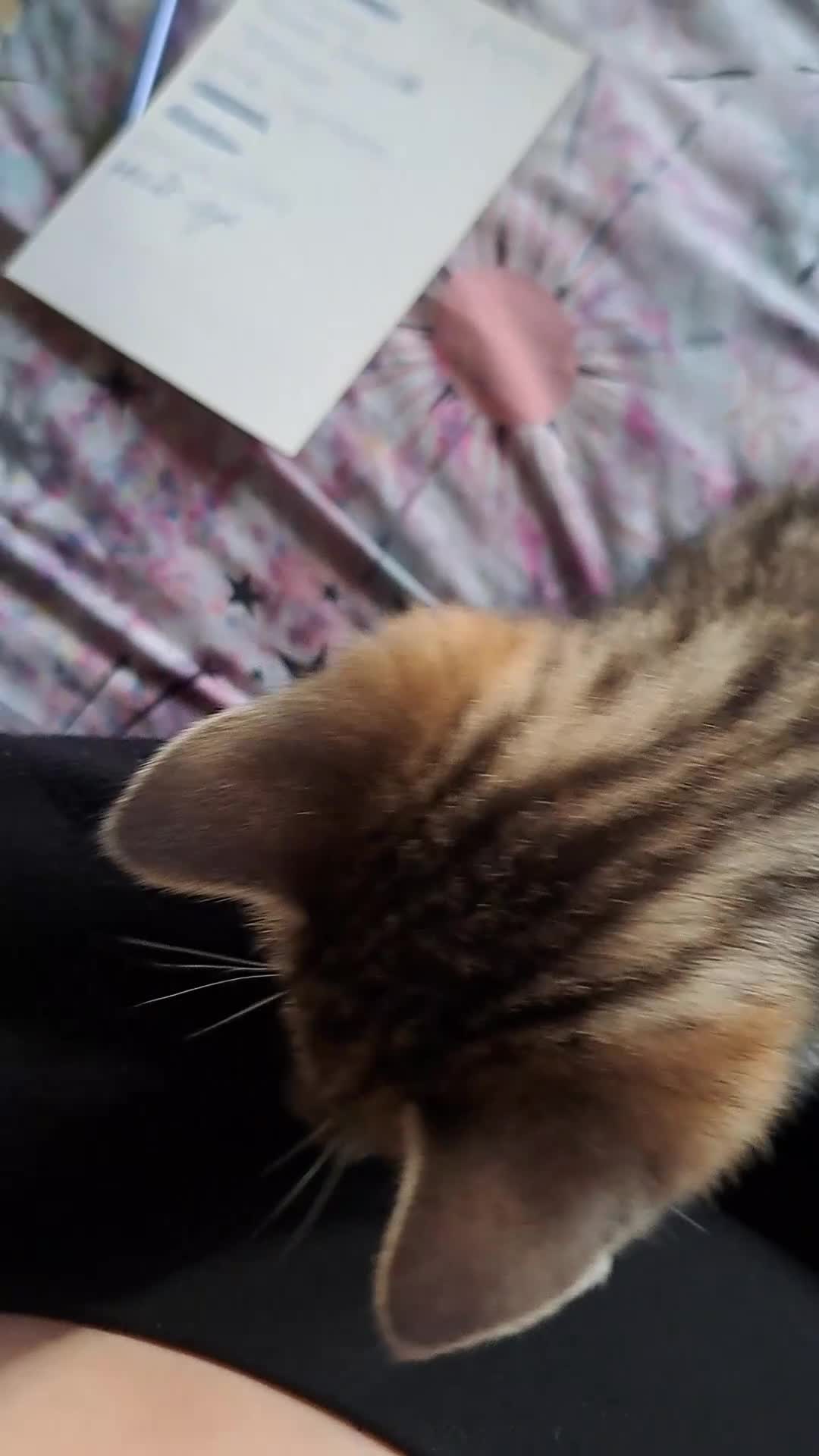 Mixed Breed cats for sale: Bengal mix kittens 😸 ♥️  - Video 1