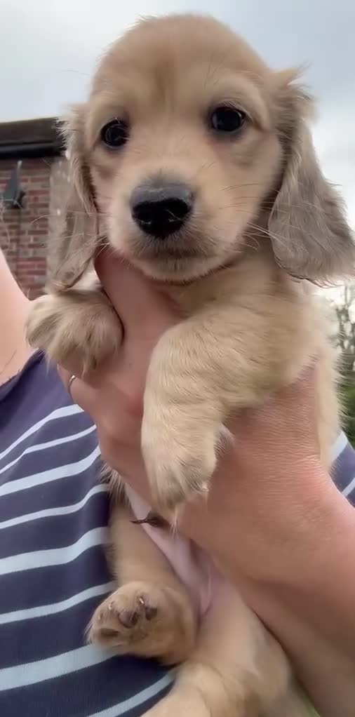 Miniature Dachshund dogs for sale: Kc registered mini long haired dachshund £2200 in Wadhurst - Video 2