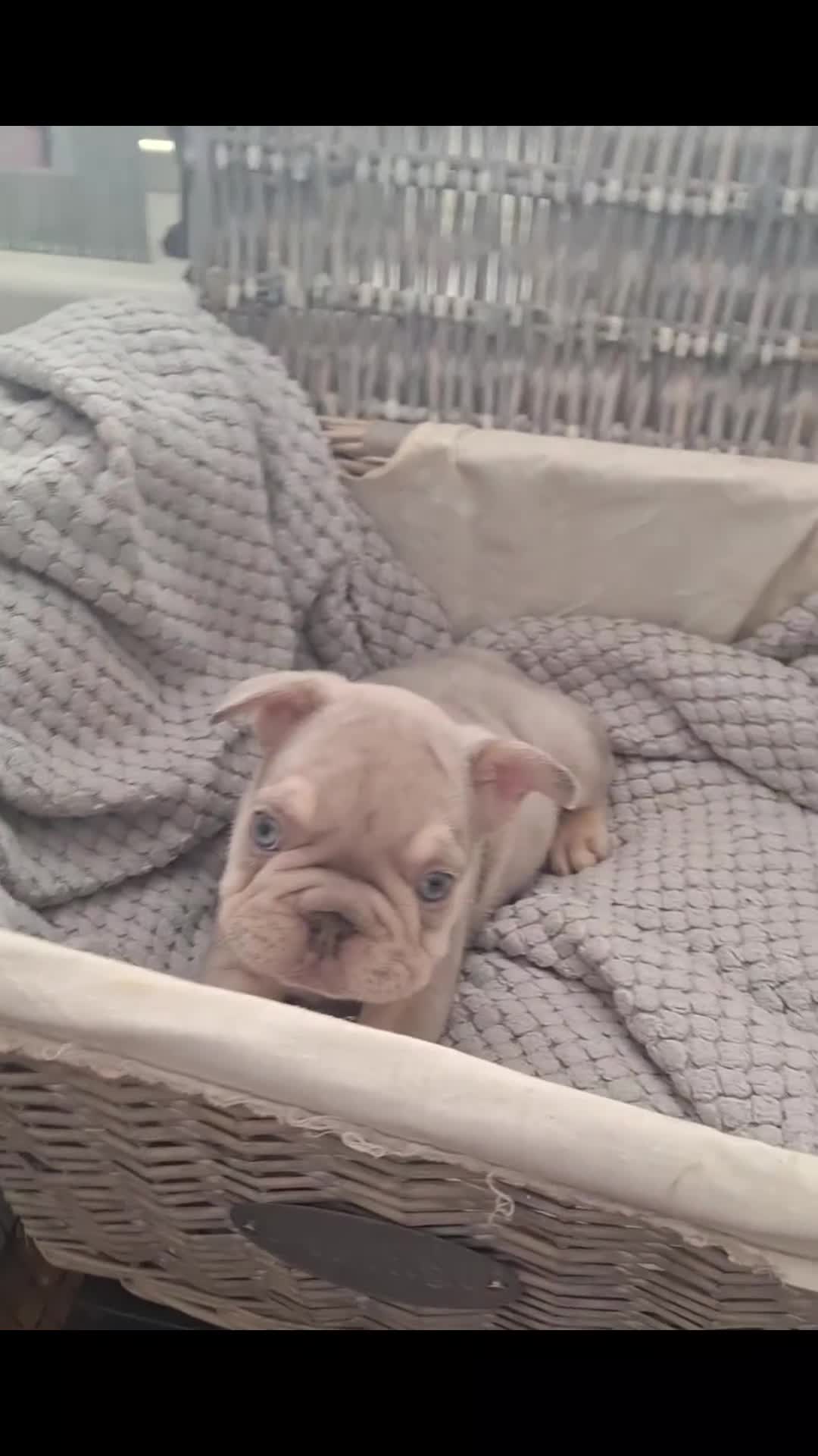 French Bulldog dogs for sale: Beautiful  pups - Video 1