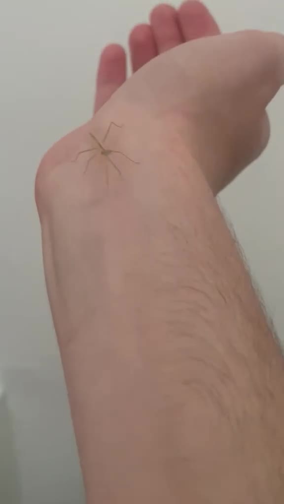 Mixed Breed invertebrates for sale: Mixed Centipede, mantis, and spiders  - Video 1