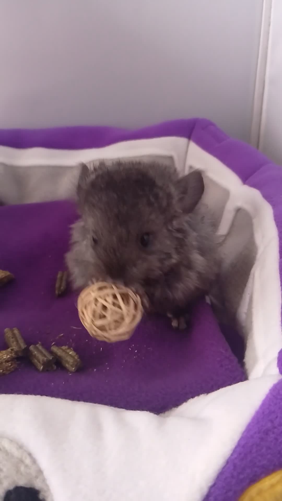 Chinchilla rodents for sale: RPA baby Female Chinchilla - Video 1