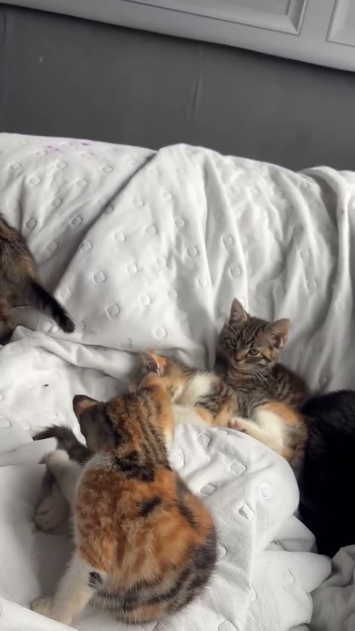 Mixed Breed cats for sale: 🐱 Six Kittens Looking for Loving Homes! 🐾 - Video 2