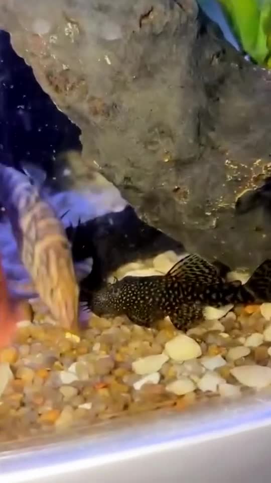 Plecos fish for sale: bristlenose plecos - Video 3