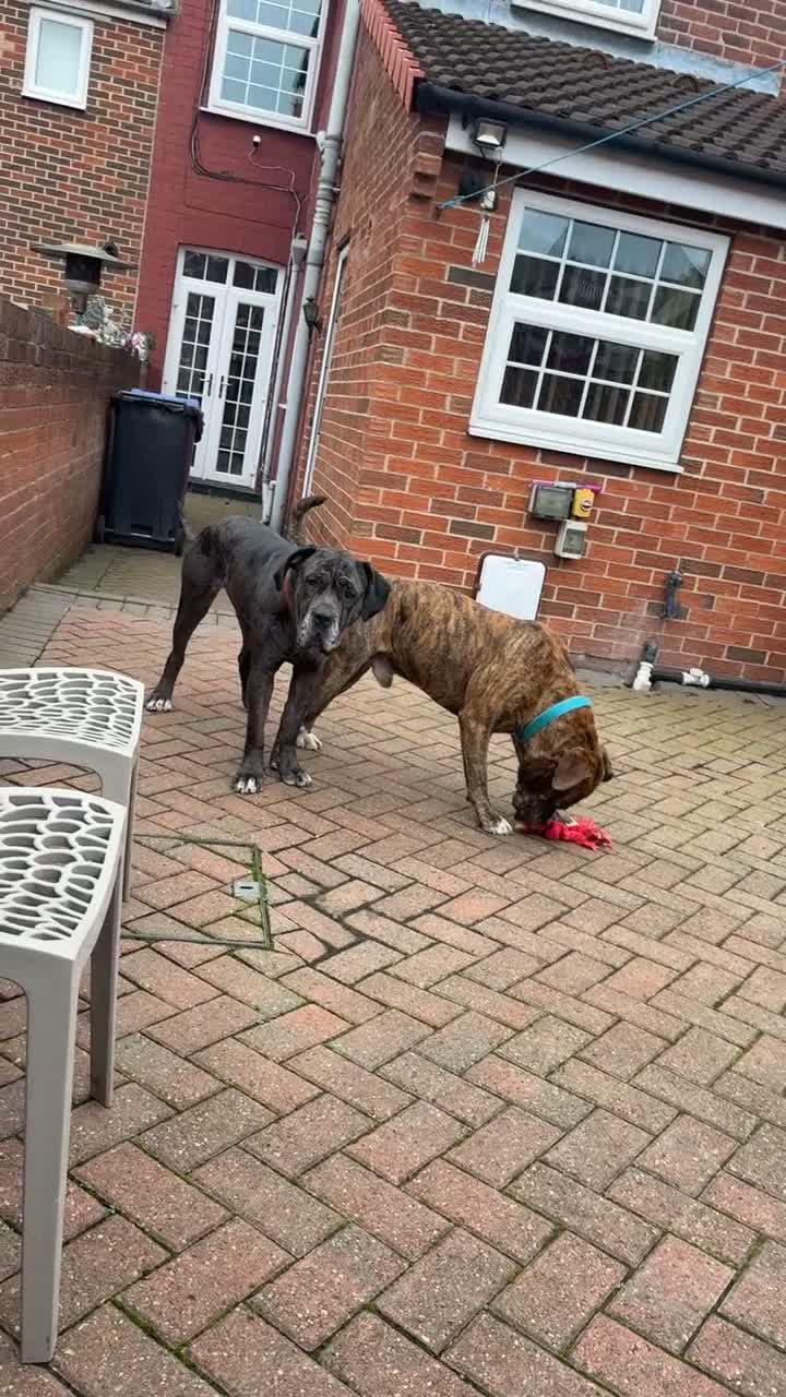 Cane Corso dogs for sale: Cane corso for sale - Video 1