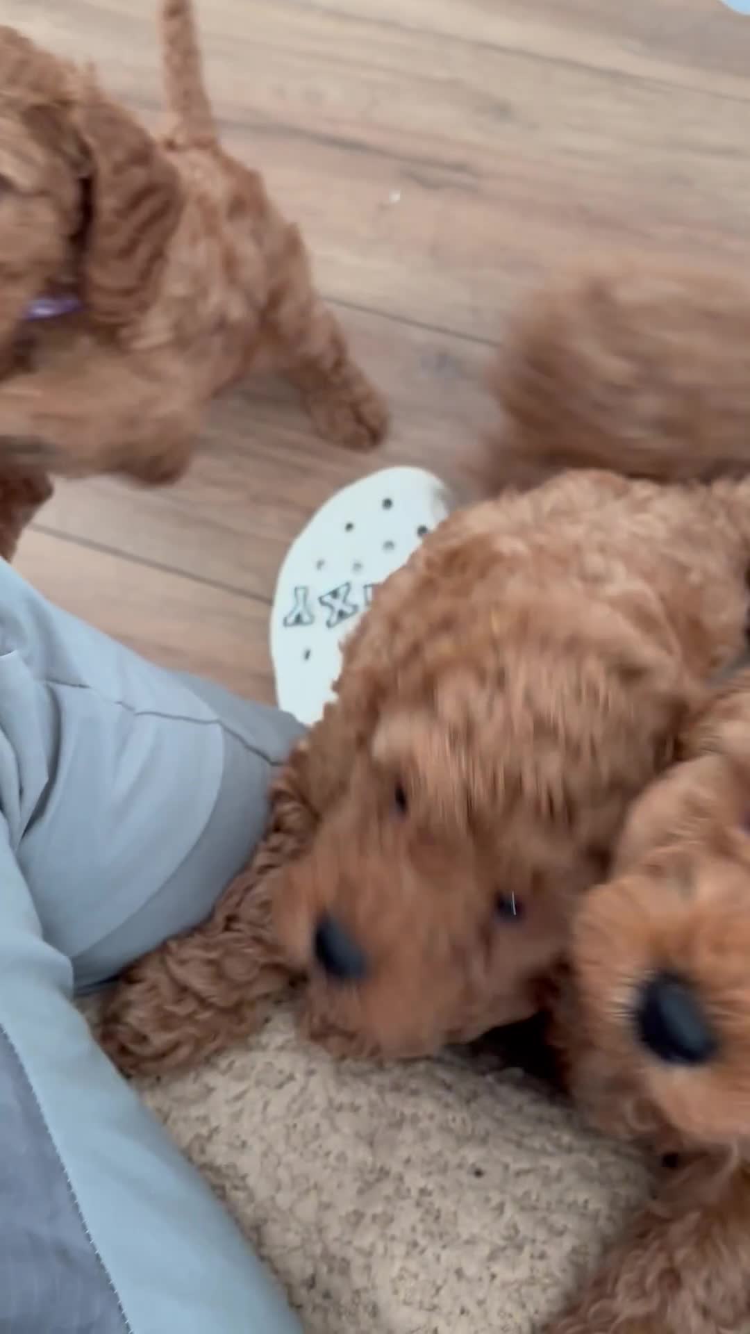 Mixed Breed dogs for sale: X1 beautiful red miniature left (boy)  - Video 1