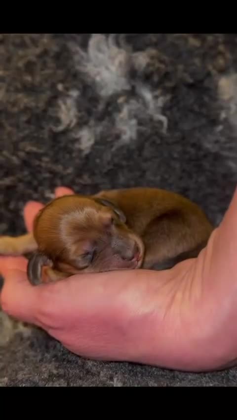 Miniature Dachshund dogs for sale: KC Reg cream L/hair Health Tested Mini Dachshund❤️ - Video 3