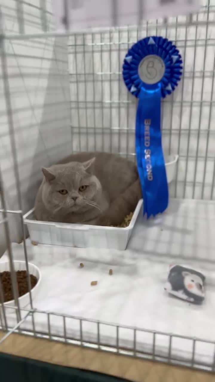British Shorthair cats for stud: Beautiful Lilac British Shorthair Stud Duties - Video 1