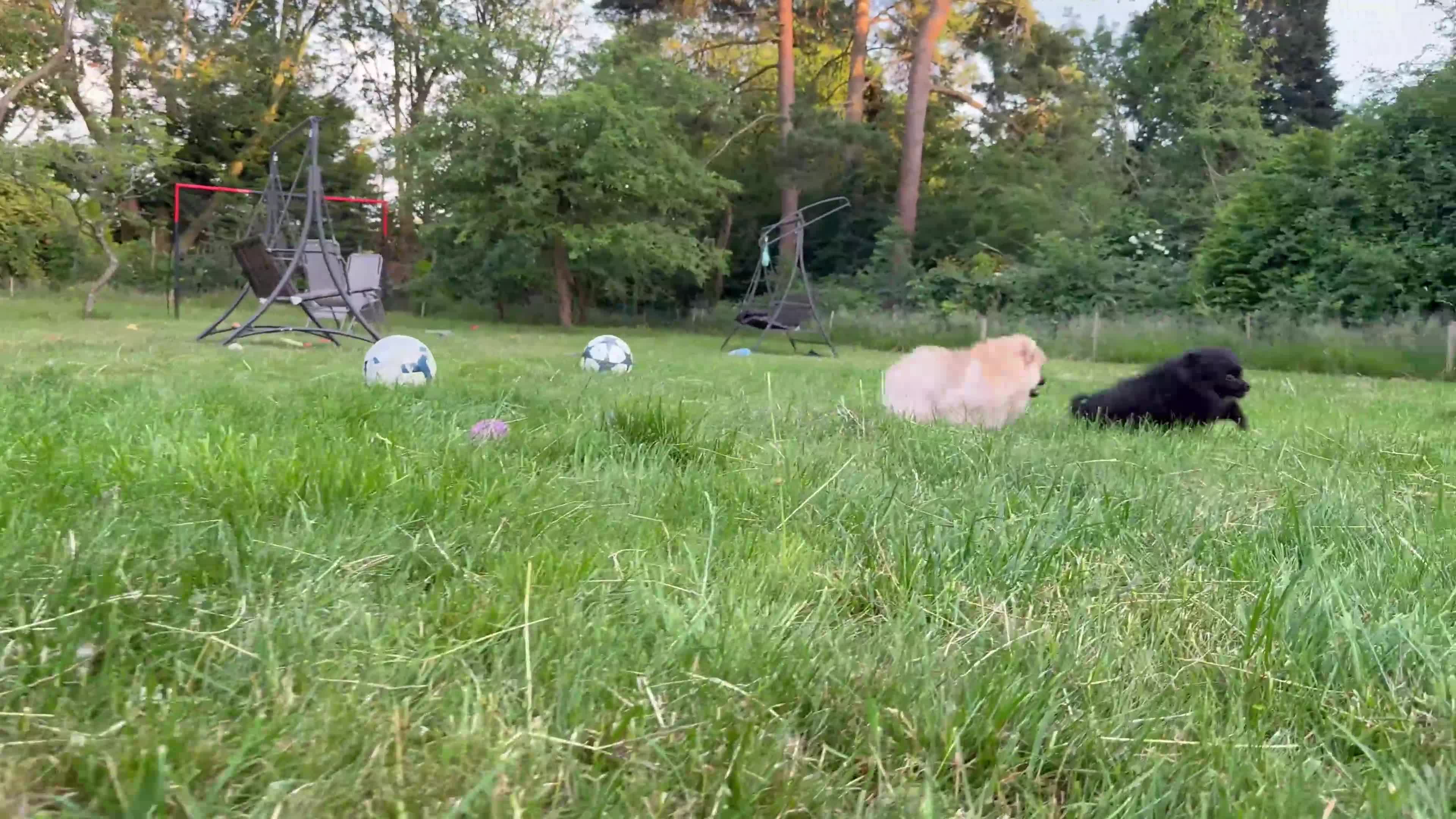 Pomeranian dogs for sale:  Teddy Bear Pomeranian Puppies - Video 1