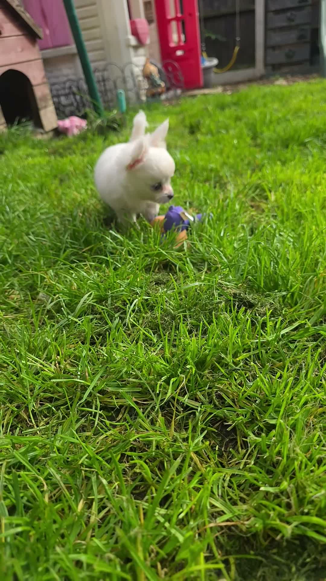 Chihuahua dogs for sale: READY NOW- Rare full white & fawn sable chihuahuas - Video 1