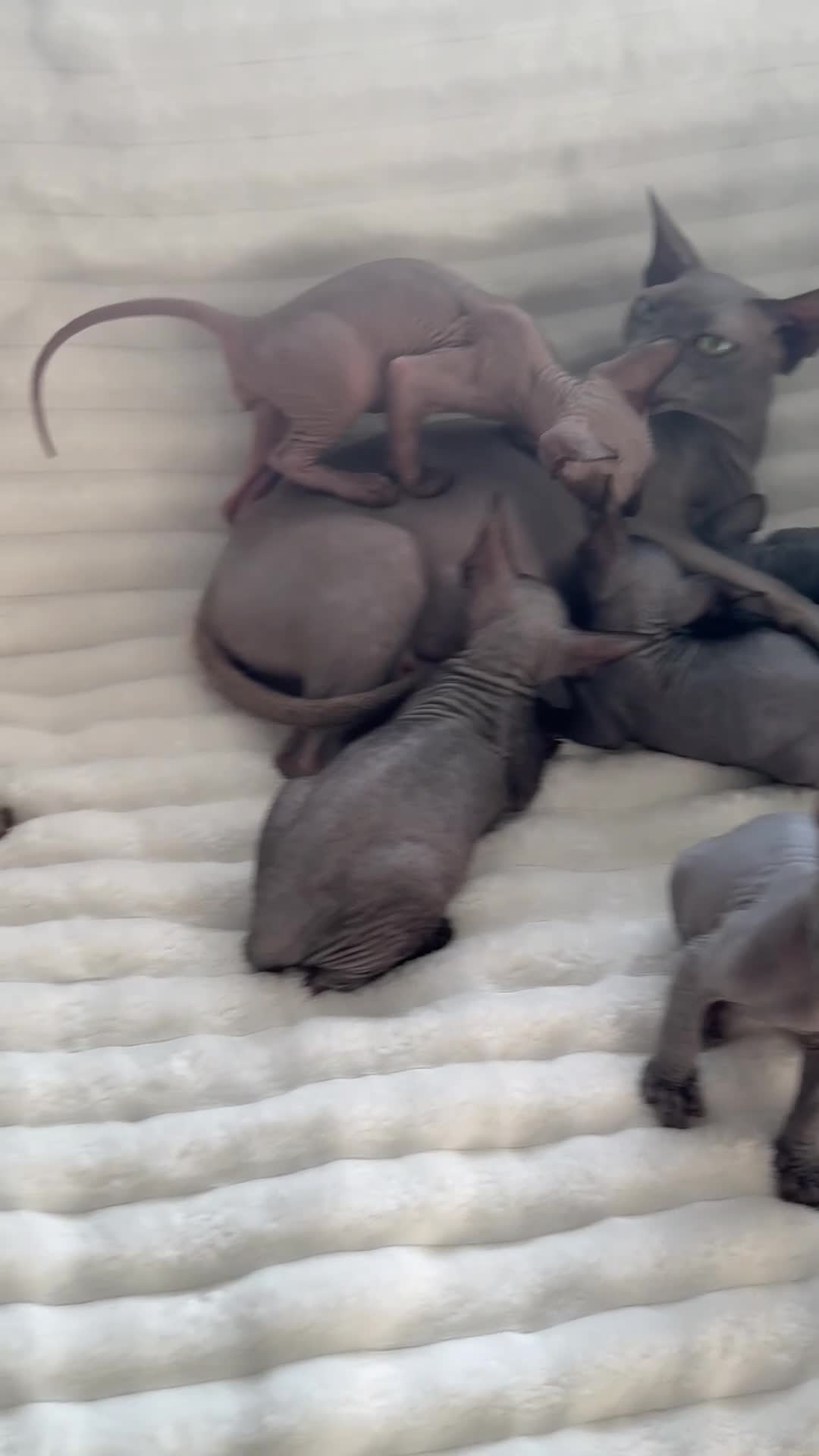 Sphynx cats for sale: Sphynx cannadian kittens ready now  - Video 1