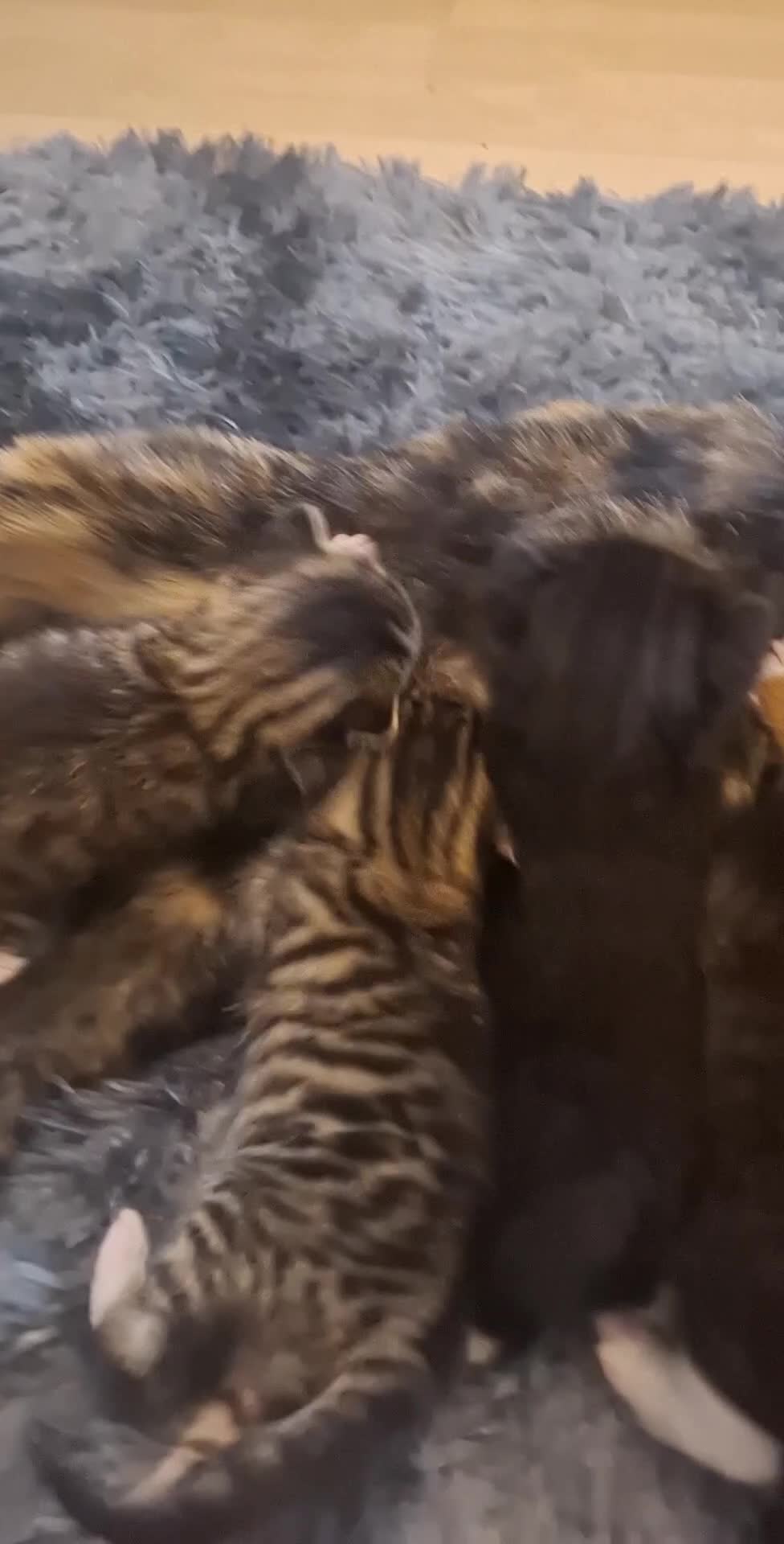 Mixed Breed cats for sale: Lovely litter of 6 beautiful kittens - Video 1