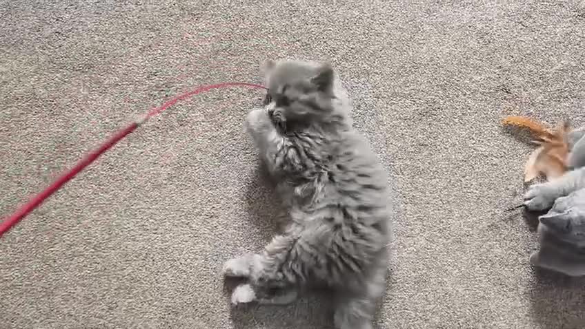 British Shorthair cats for sale: READY, Beautiful British Short/Long hair kittens - Video 1