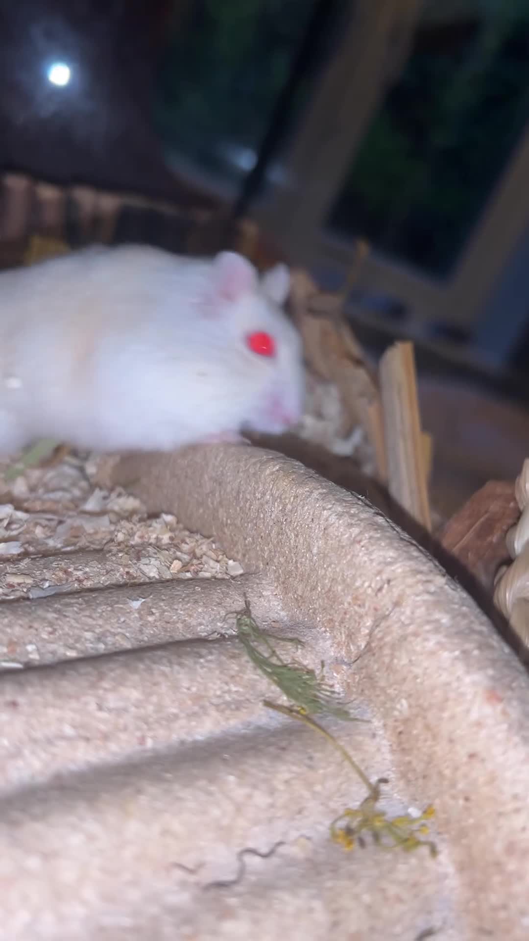 Hamster rodents for sale: Mochi  in Worthing - Video 5