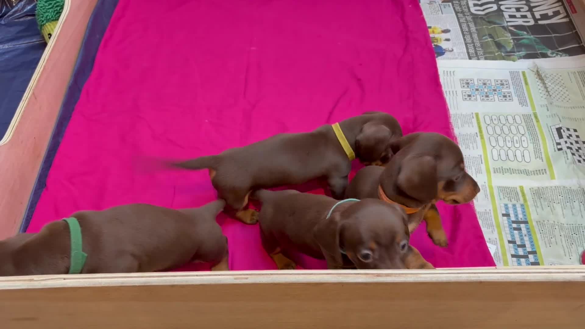 Miniature Dachshund dogs for sale: KC Registered Miniature Dachshund Puppies - Video 1
