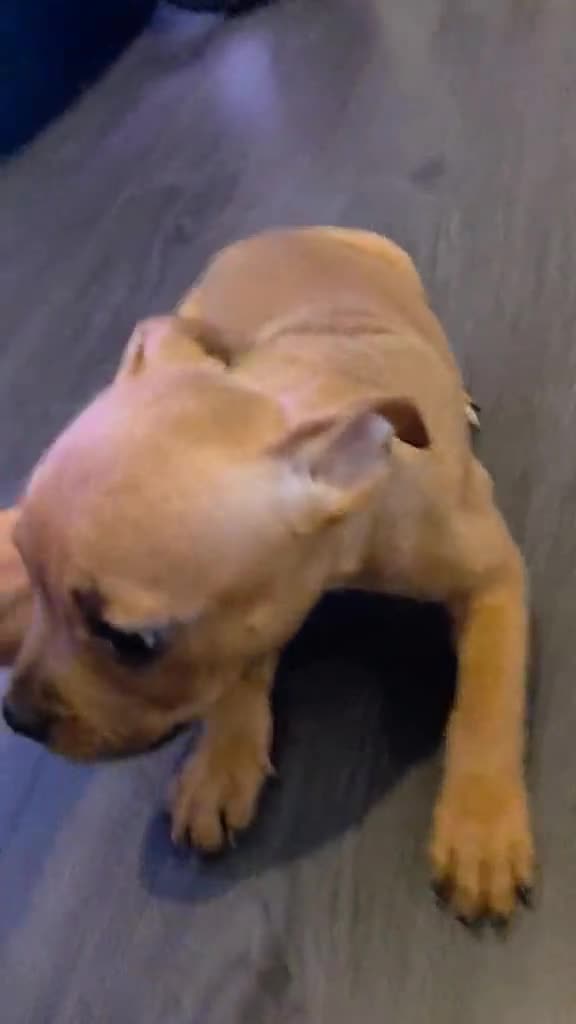 Staffordshire Bull Terrier dogs for sale: LAST ONE! KC RED STAFFORDSHIRE BULL TERRIER PUPS. - Video 1