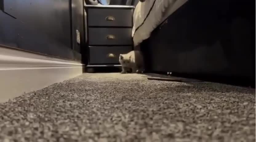 British Shorthair cats for sale: READY COLLECTION THIS WEEKEND! Bsh babies  - Video 1