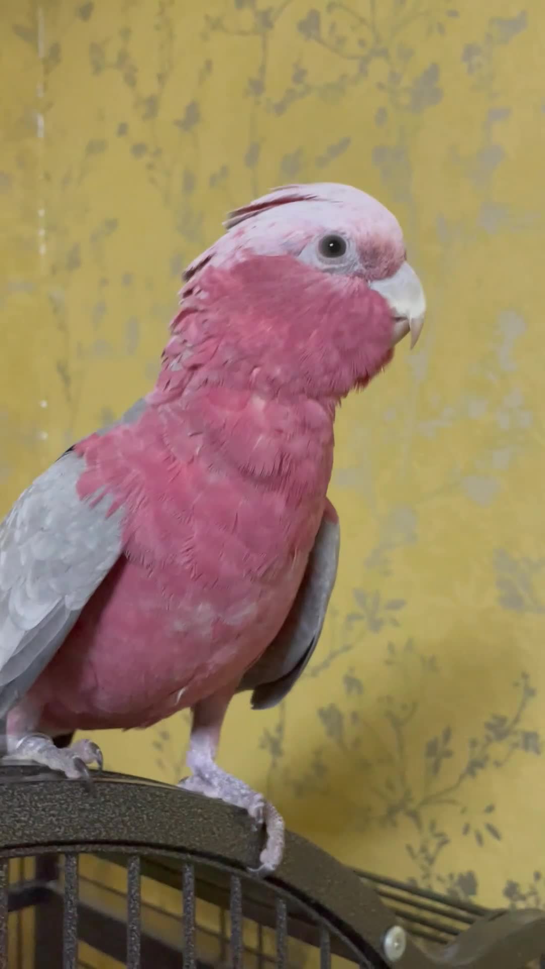 Cockatoo birds for sale: Female galah in Ellesmere - Video 1