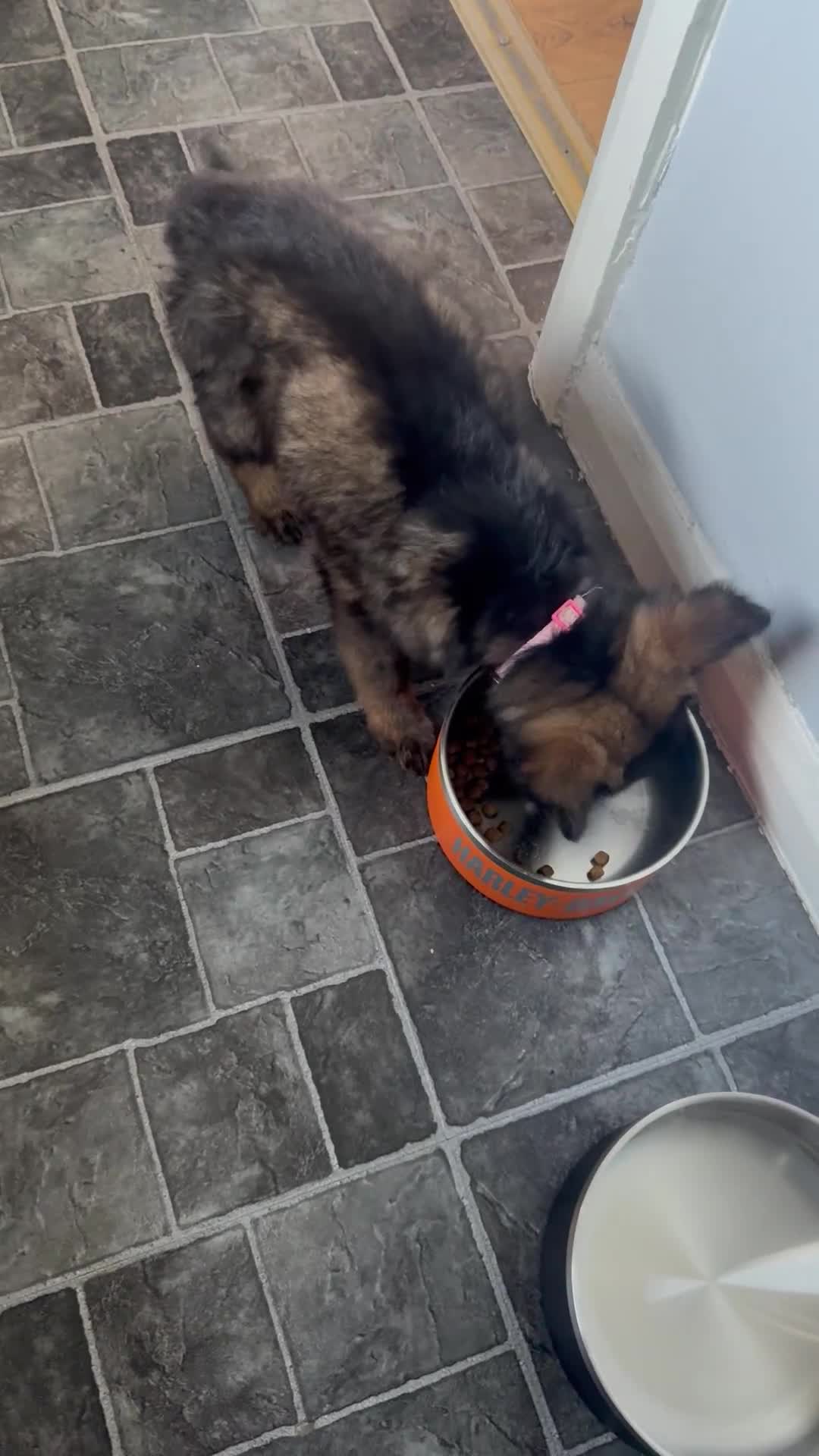 German Shepherd dogs for sale: German Shepherd Puppy - Video 1