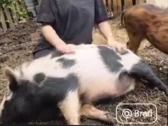 Pig livestock for sale: Pet Pigs - Video 2