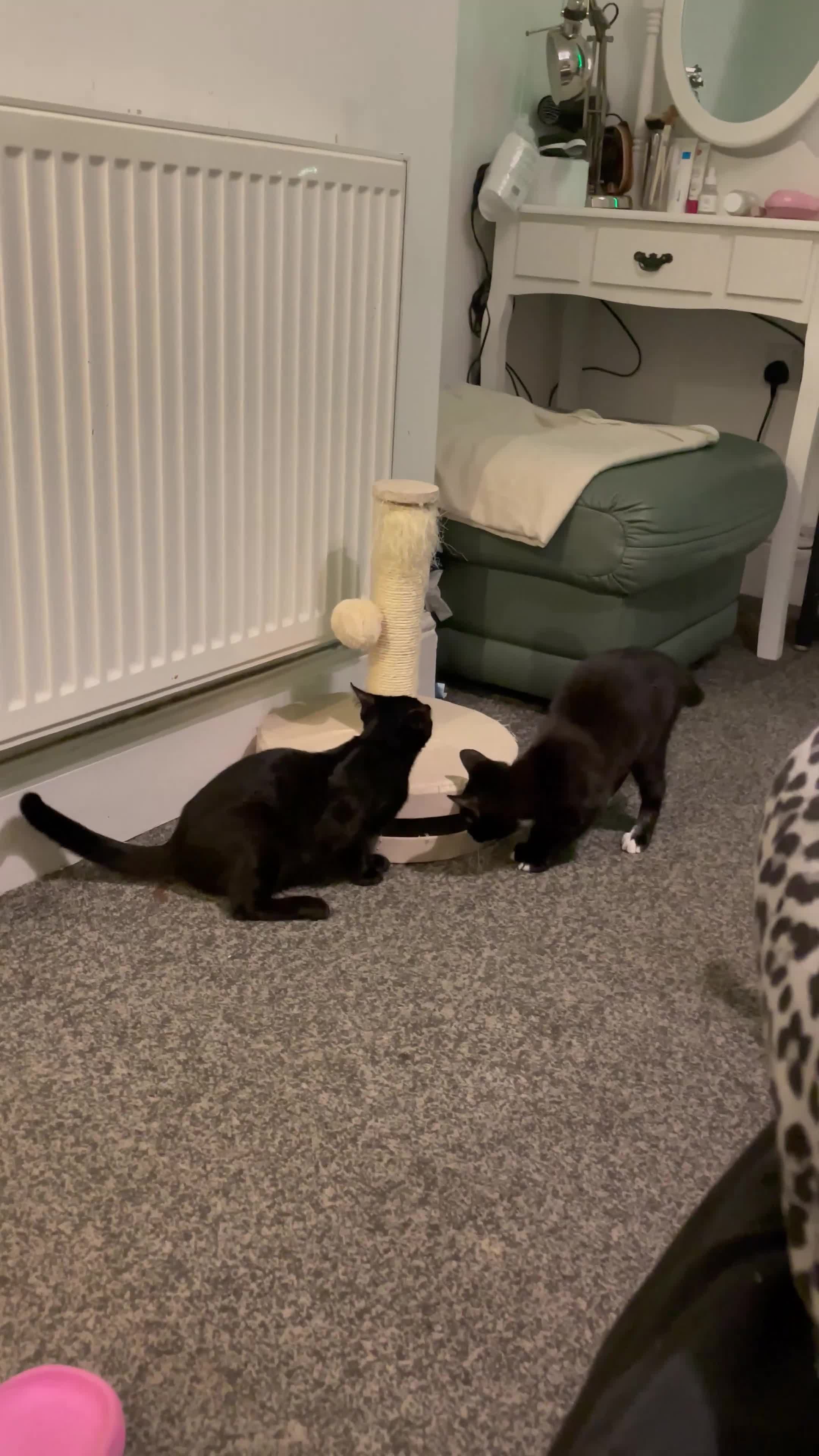 Mixed Breed cats for sale: *Free££* Beautiful brothers looking loving home - Video 1