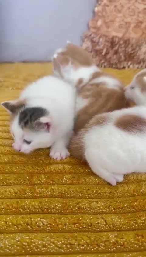 Mixed Breed cats for sale: Ginger and white kittens in Gloucester - Video 1
