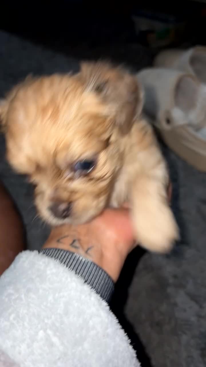 Mixed Breed dogs for sale: Chugs in Blackpool - Video 1