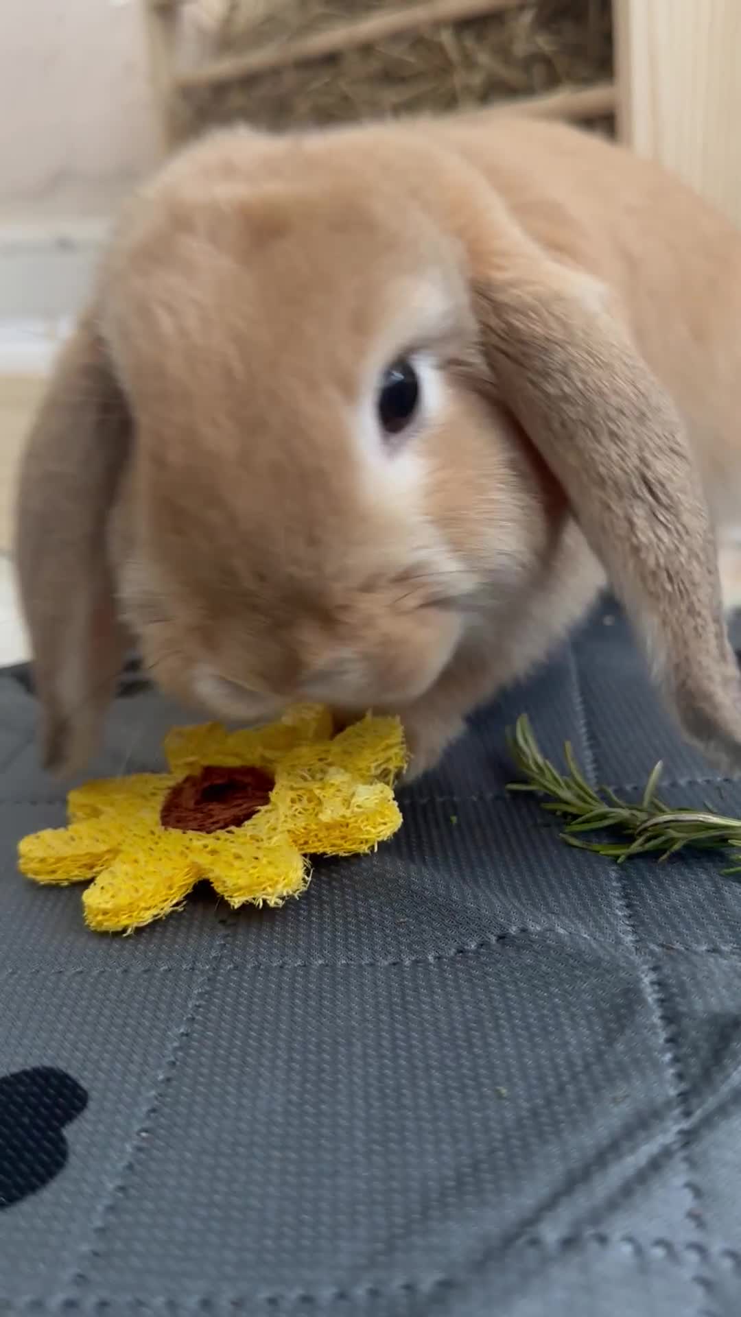 English Lop rabbits for sale: Bambino - Video 1