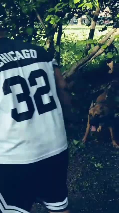 German Shepherd dogs for sale: German Shepherd – 9 Months Old - Video 2