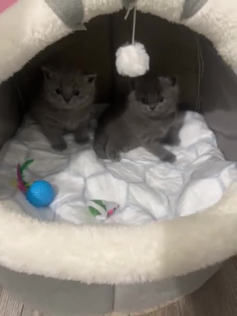 British Shorthair cats for sale: Adorable British Shorthair Kittens 🐾 - Video 1