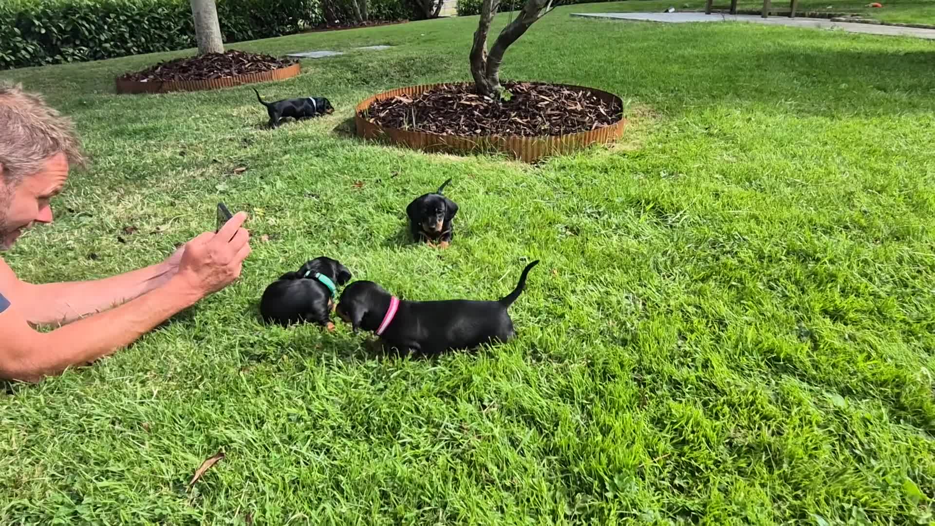 Miniature Dachshund dogs for sale: 🐾 Beautiful Miniature Dachshund Puppies 🐾 - Video 1