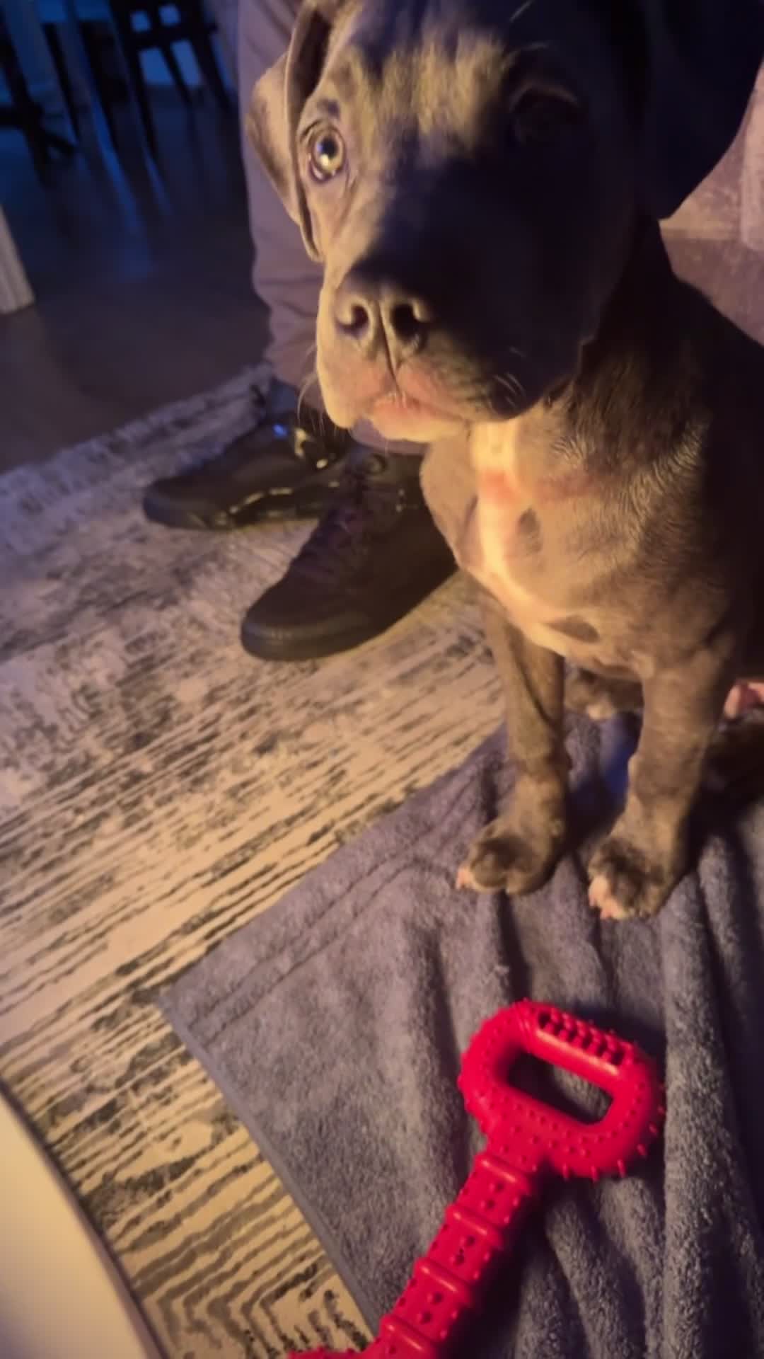 Mixed Breed dogs for sale: Beautiful blue eye Canecorso/American Staffy  - Video 3