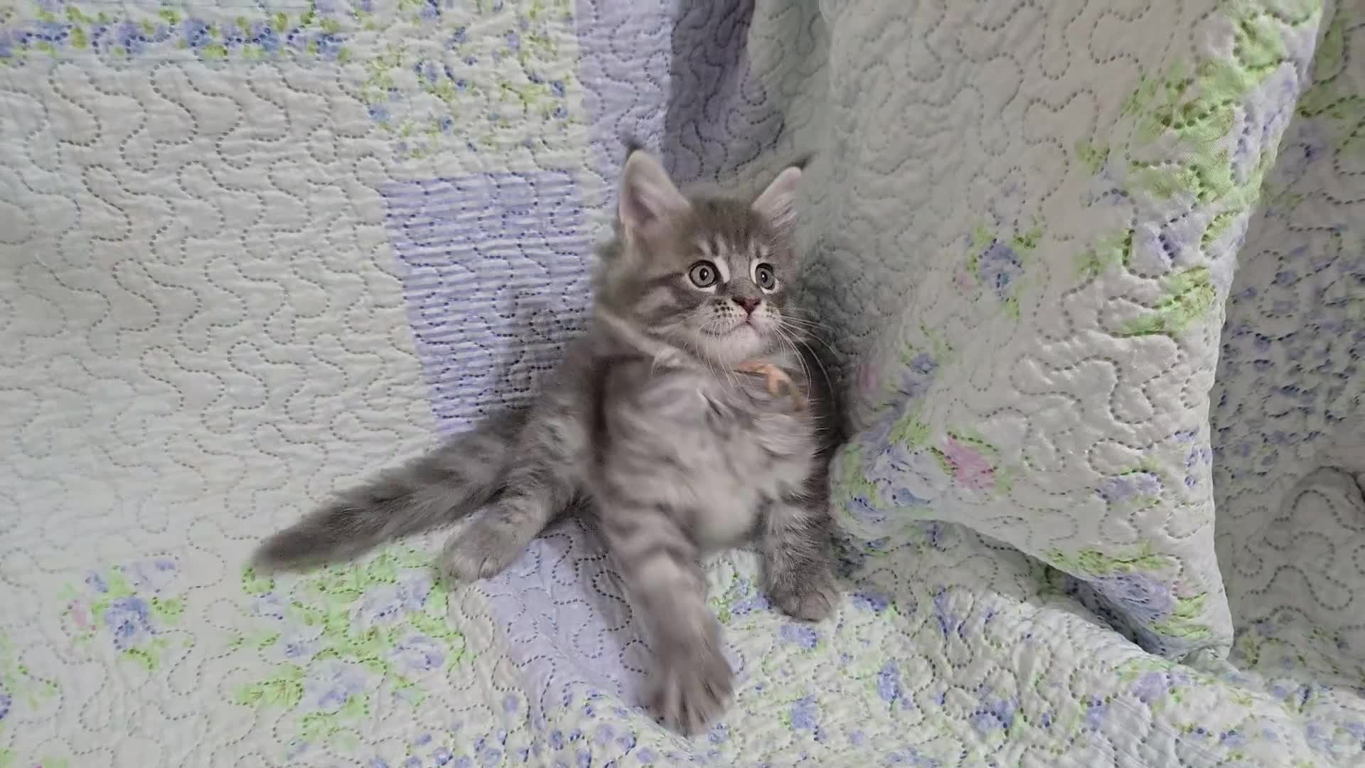 Maine Coon cats for sale: Gorgeous GCCF Maine Coons poss Active - Video 2