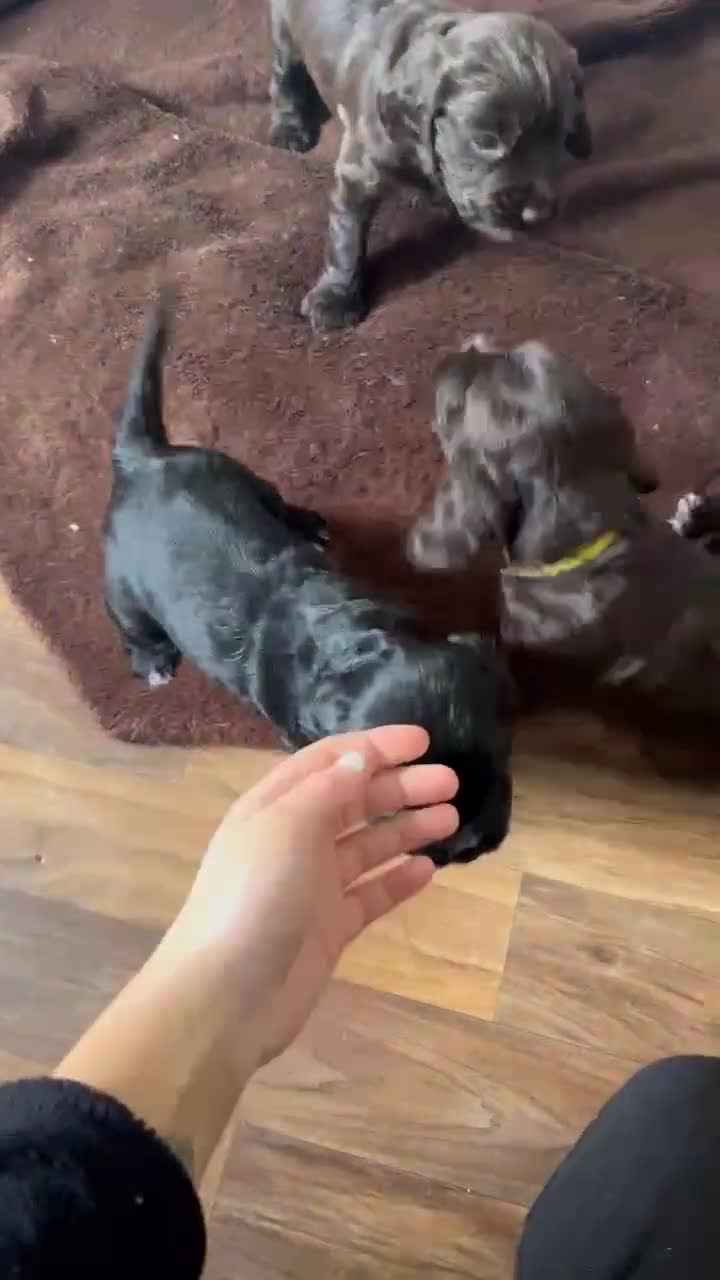 Cocker Spaniel dogs for sale: Cocker spaniel puppy  - Video 1