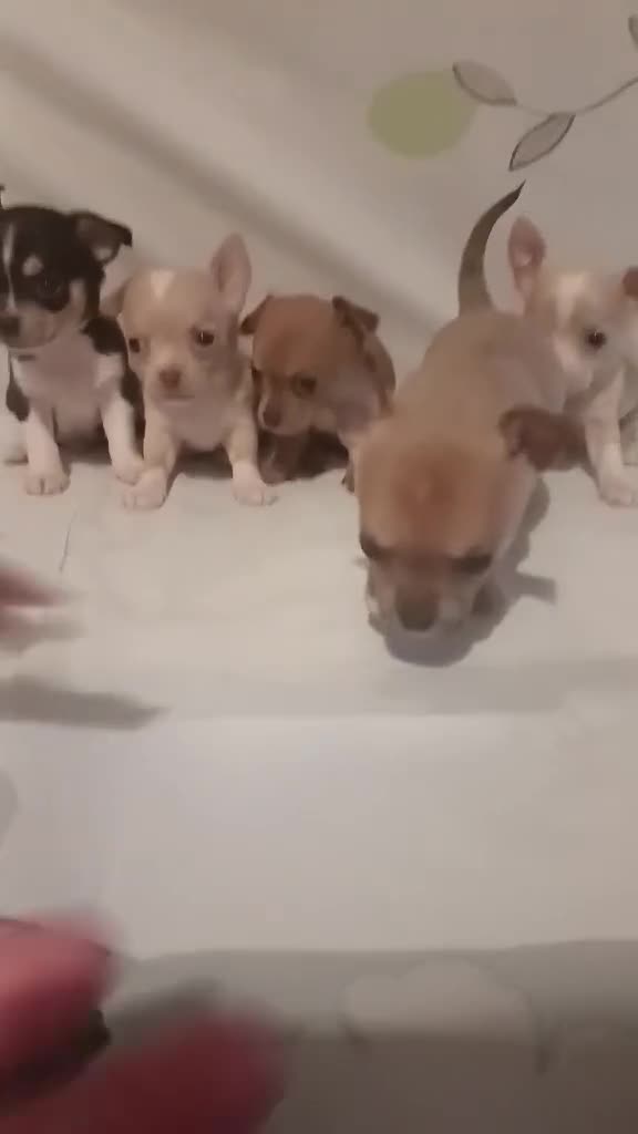 Chihuahua dogs for sale: Chihuahua puppies in Barnsley - Video 2