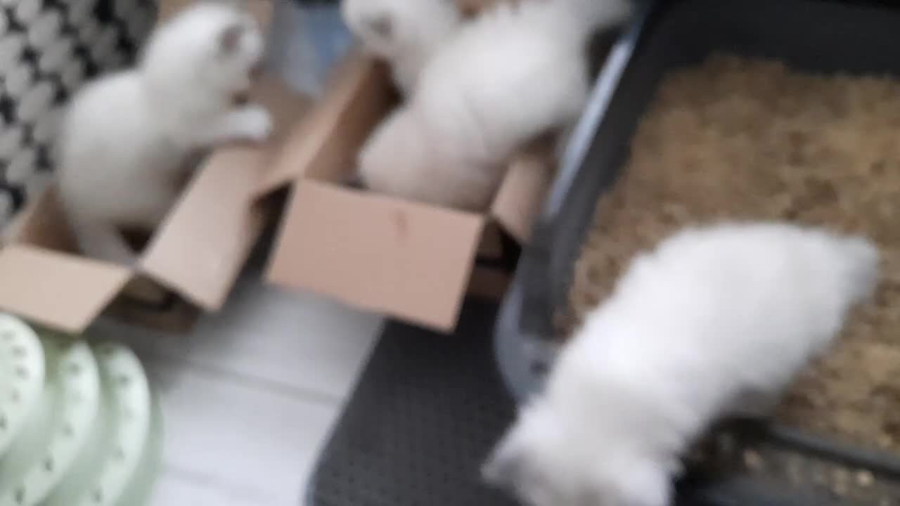 Ragdoll cats for sale:  loved Ragdoll kittens Full Breed - Video 3