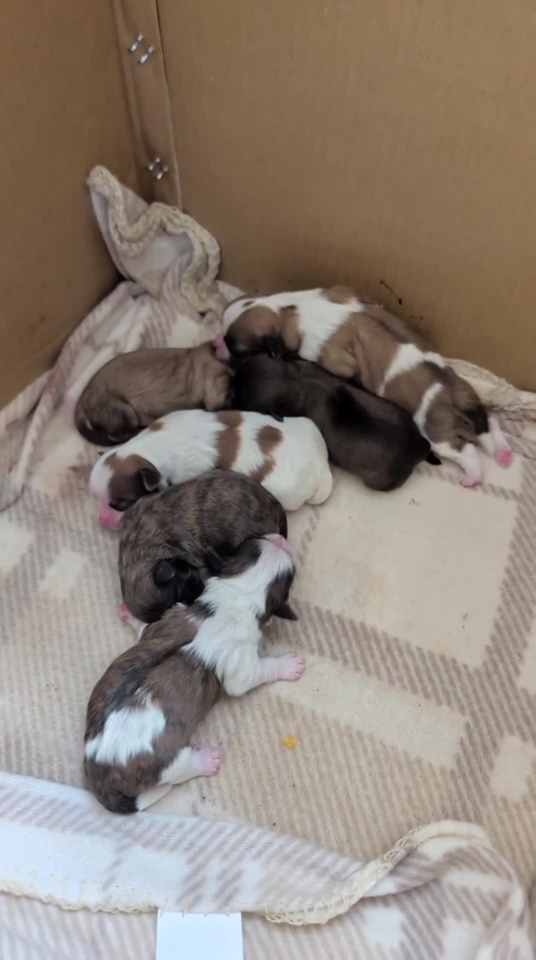 Shih Tzu dogs for sale: Shih tzu puppy's  in Peterborough - Video 1