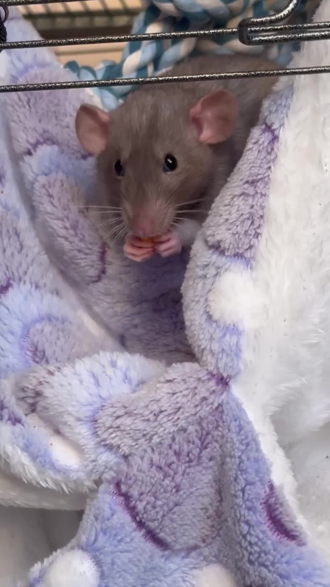 Rat rodents for sale: Pippa and fable ✨ - Video 2