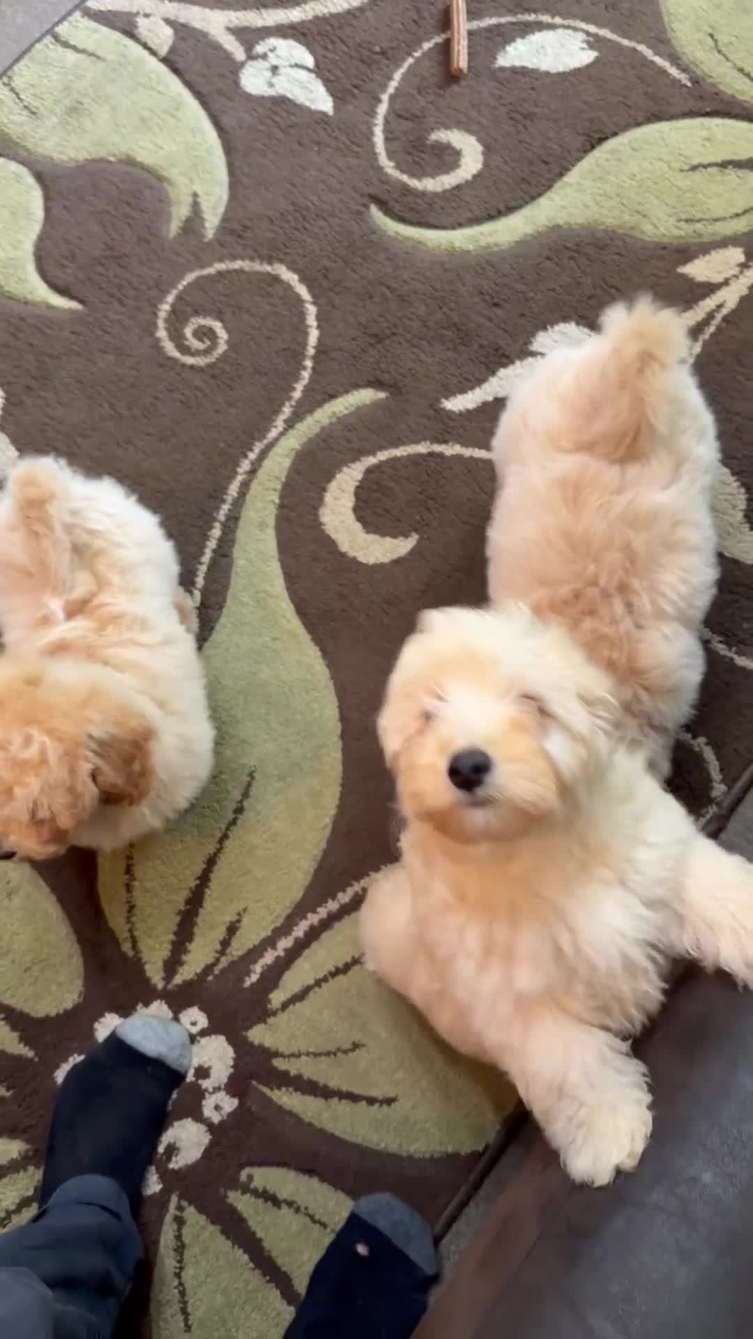 Poochon dogs for sale: ***Beautiful Poochon puppies Boys and Girls*** - Video 1